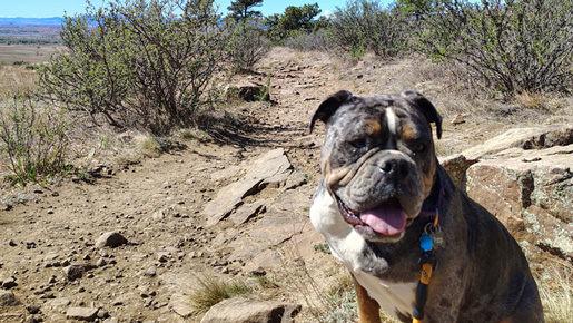 Pudge the dog, a medium sized, brown and white bulldog / boxer mix, sitting on a trail